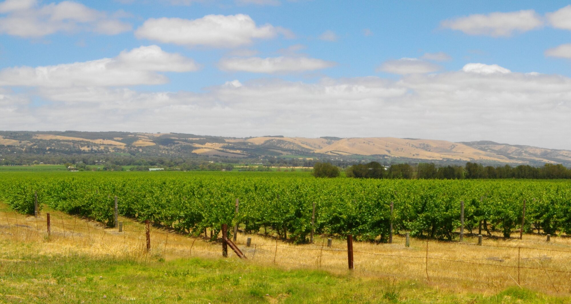 The Perfect Wine Day in McLaren Vale